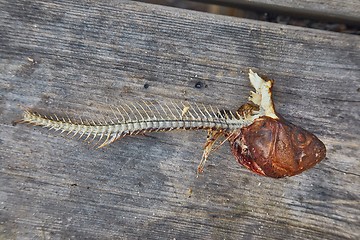 Image showing Fried fish leftovers