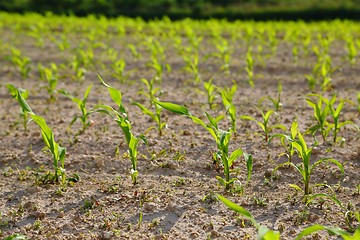 Image showing Agricultural field with plants