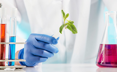 Image showing Plant sciences in lab