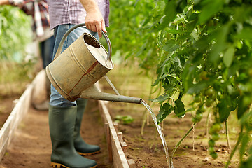 Image showing senior man with watering can at farm greenhouse