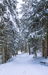 Image showing Winter Footpath