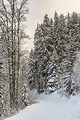 Image showing Winter Footpath