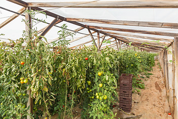 Image showing Rows of tomato plants growing inside greenhouse.