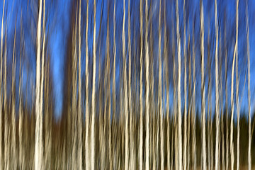 Image showing Birch Forest and Blue Sky Motion Blur