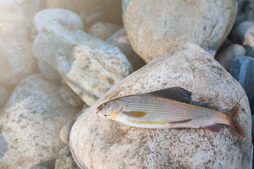 Image showing grayling on pebble