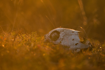 Image showing Animal skull in a atumn grass