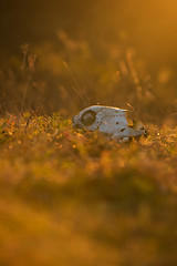 Image showing Animal skull in a atumn grass