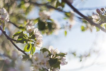 Image showing Apple tree blossoms