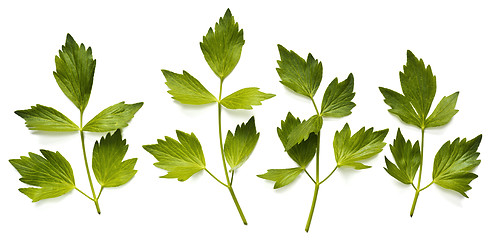 Image showing Leaves of lovage