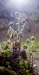 Image showing Spirals of young fern