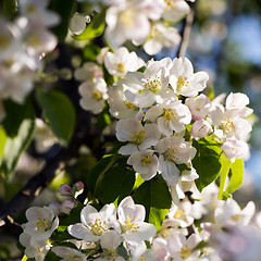 Image showing Apple tree blossoms