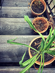 Image showing Withered plants in pots on old wooden staircase