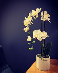 Image showing Elegant white orchid on a table