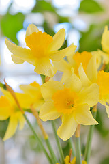 Image showing Macro of dafflodil flowers