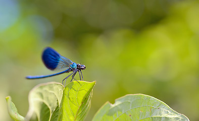 Image showing dragonfly in forest