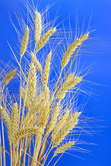 Image showing stems of ripe wheat