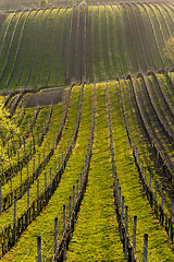 Image showing Vineyard in spring