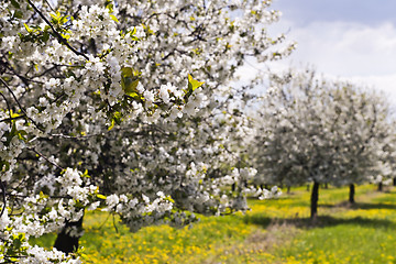 Image showing Cherry tree orchard