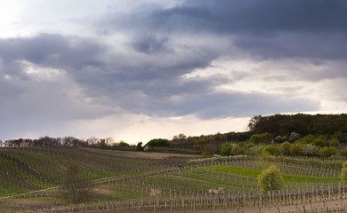 Image showing Vineyards in spring