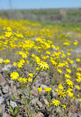 Image showing Yellow Ragwort flowers