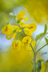 Image showing Cassia fistula flower