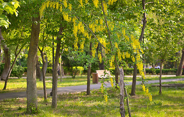 Image showing Cassia fistula flower