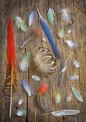 Image showing Collection of different color feathers