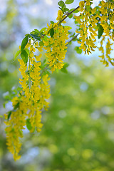 Image showing Cassia fistula flower