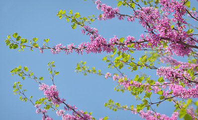 Image showing Cercis siliquastrumJudas tree