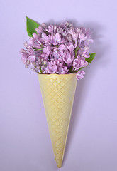 Image showing  lilac in cone