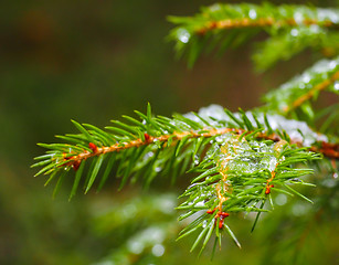 Image showing Closeup of spruce with ice with beautiful bokeh, isolated toward