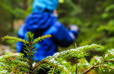 Image showing Unrecognizable boy in blue walking away from a spruce with ice o