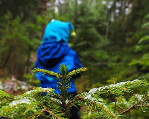 Image showing Unrecognizable boy in blue walking away from a spruce with ice o