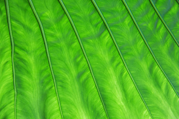 Image showing green palm tree leaf texture