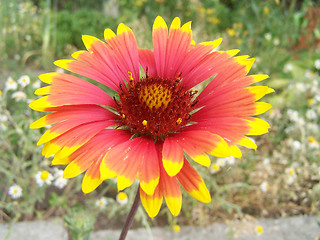 Image showing Sun bride flower