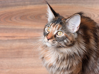 Image showing Portrait of Maine Coon cat