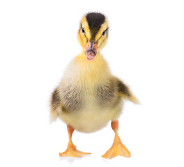 Image showing Cute little duckling