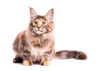 Image showing Maine Coon kitten