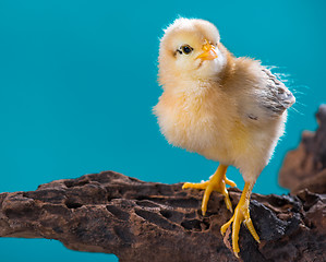 Image showing Cute newborn chicken