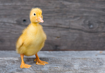 Image showing Cute newborn duckling