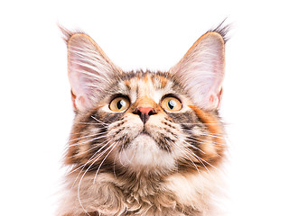 Image showing Portrait of Maine Coon kitten