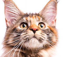 Image showing Portrait of Maine Coon kitten
