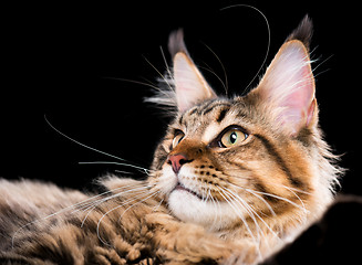 Image showing Portrait of Maine Coon cat