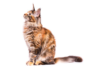 Image showing Portrait of Maine Coon kitten