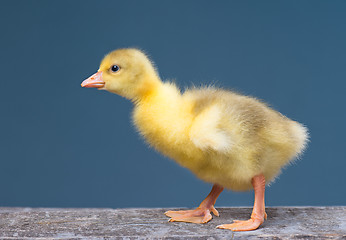 Image showing Cute little newborn gosling