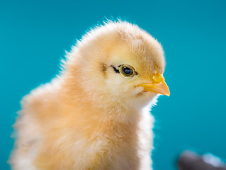 Image showing Cute newborn chicken