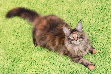 Image showing Maine Coon kitten