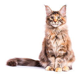 Image showing Maine Coon kitten