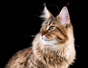 Image showing Portrait of Maine Coon cat