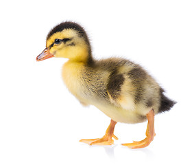 Image showing Cute little duckling